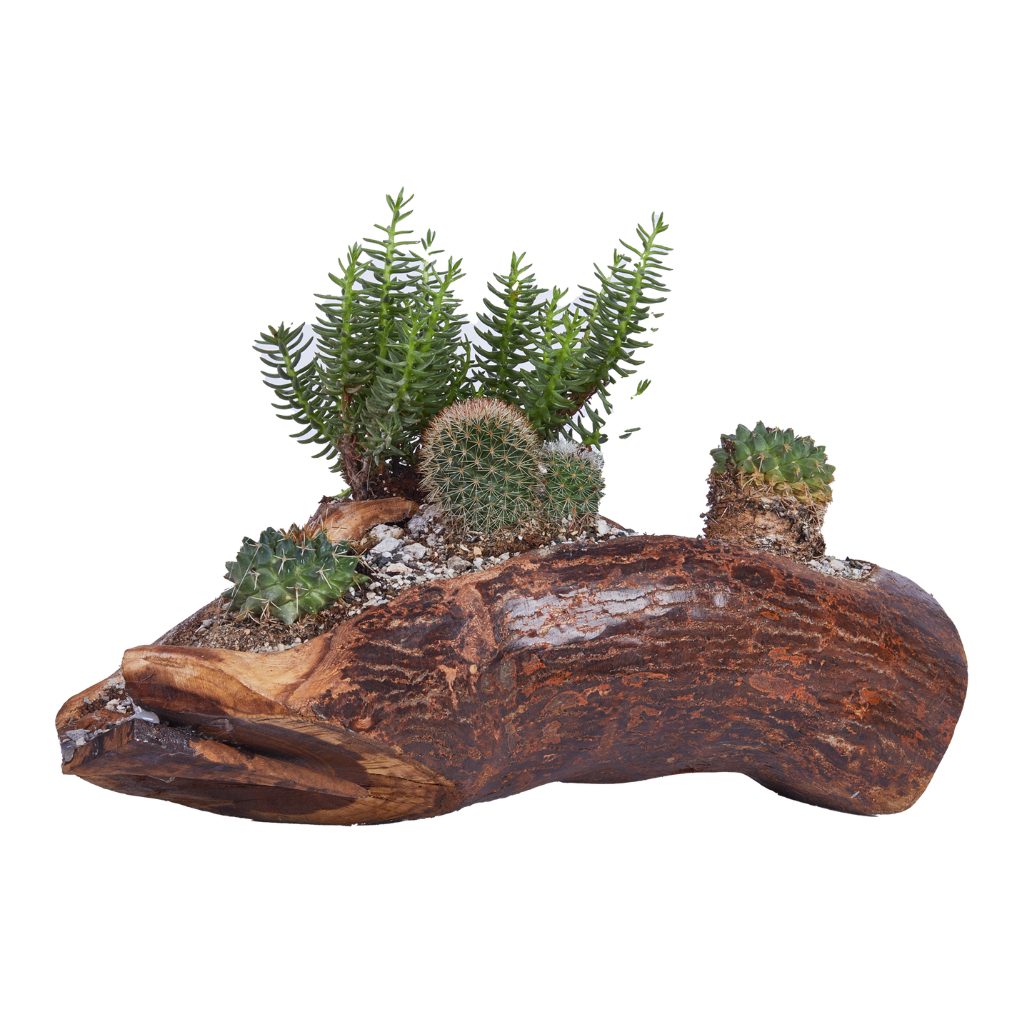 Multi- Headed Planter