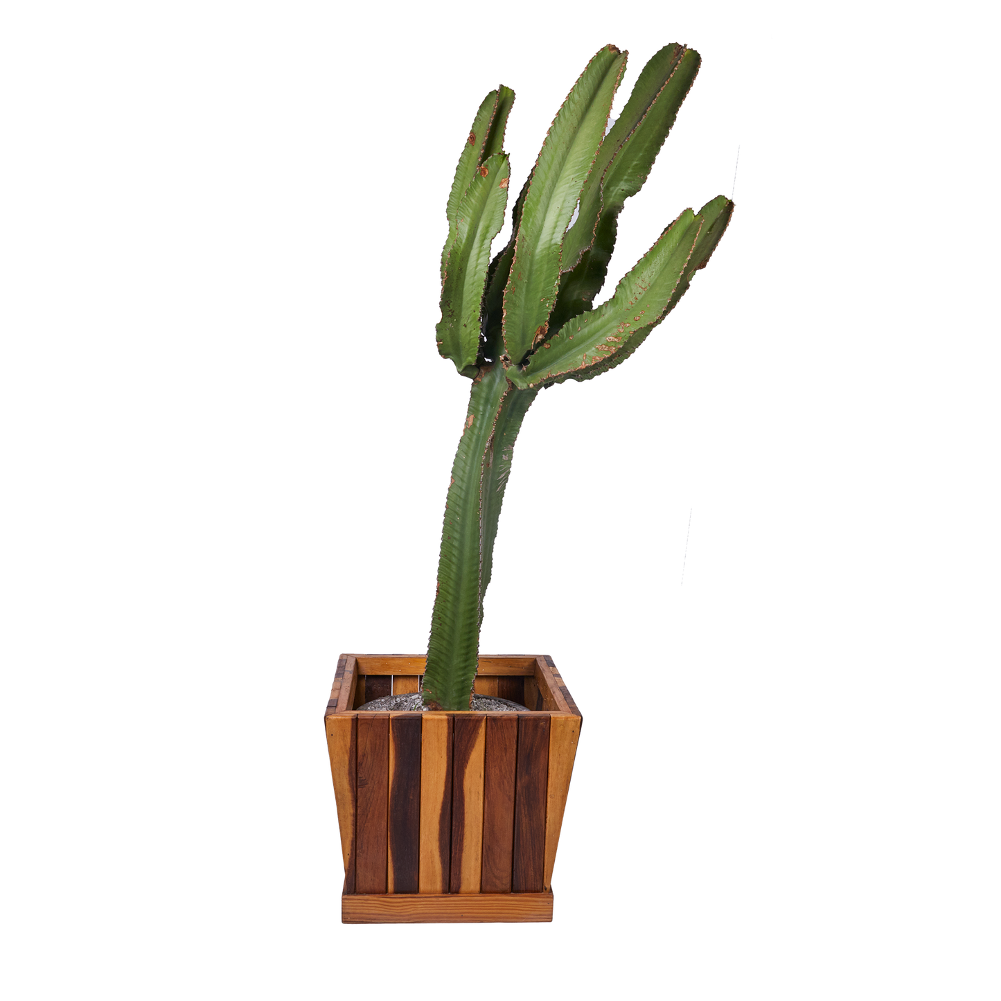 Mini Square- Base Flower Pot Planter