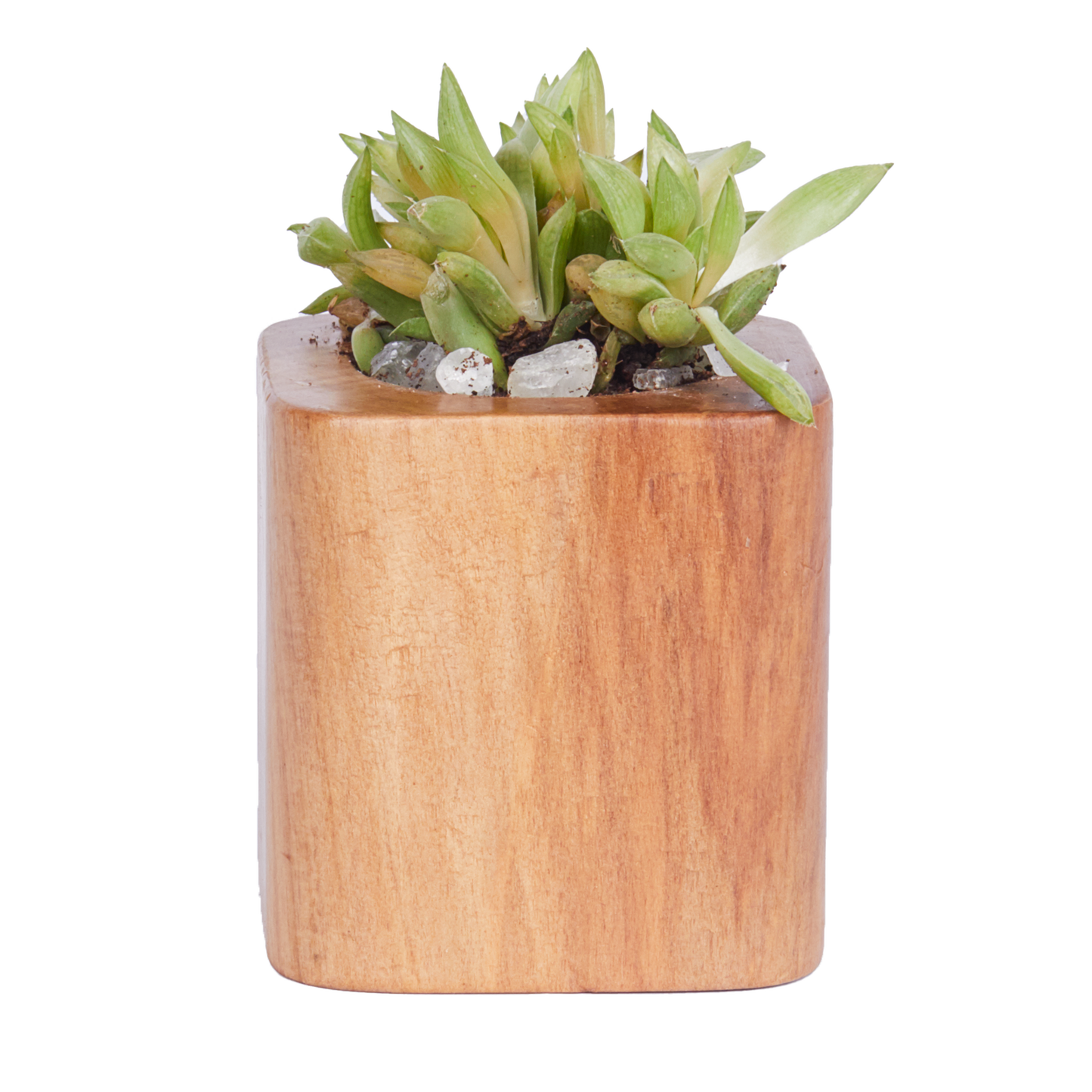 Short Basic Square- Base Planter