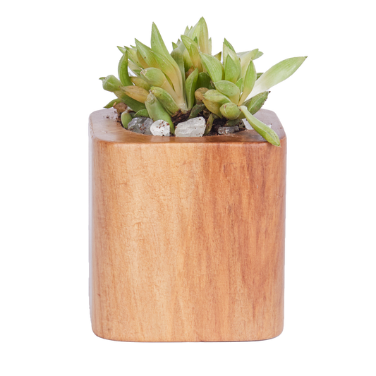 Short Basic Square- Base Planter