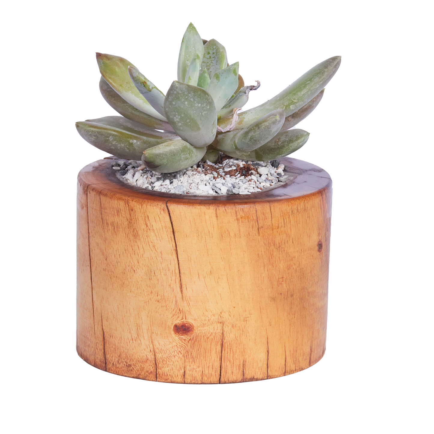 Short Basic Round- Base Planter