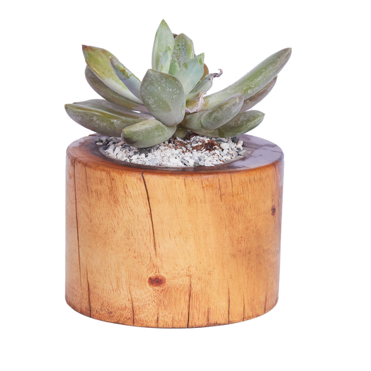 Short Basic Round- Base Planter