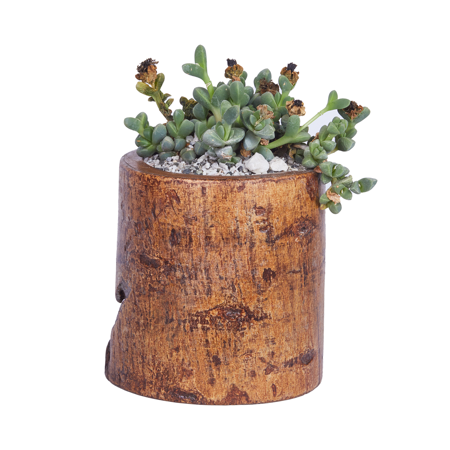 Long Round- Base Scribble Planter