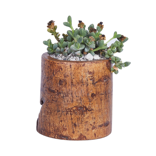 Long Round- Base Scribble Planter