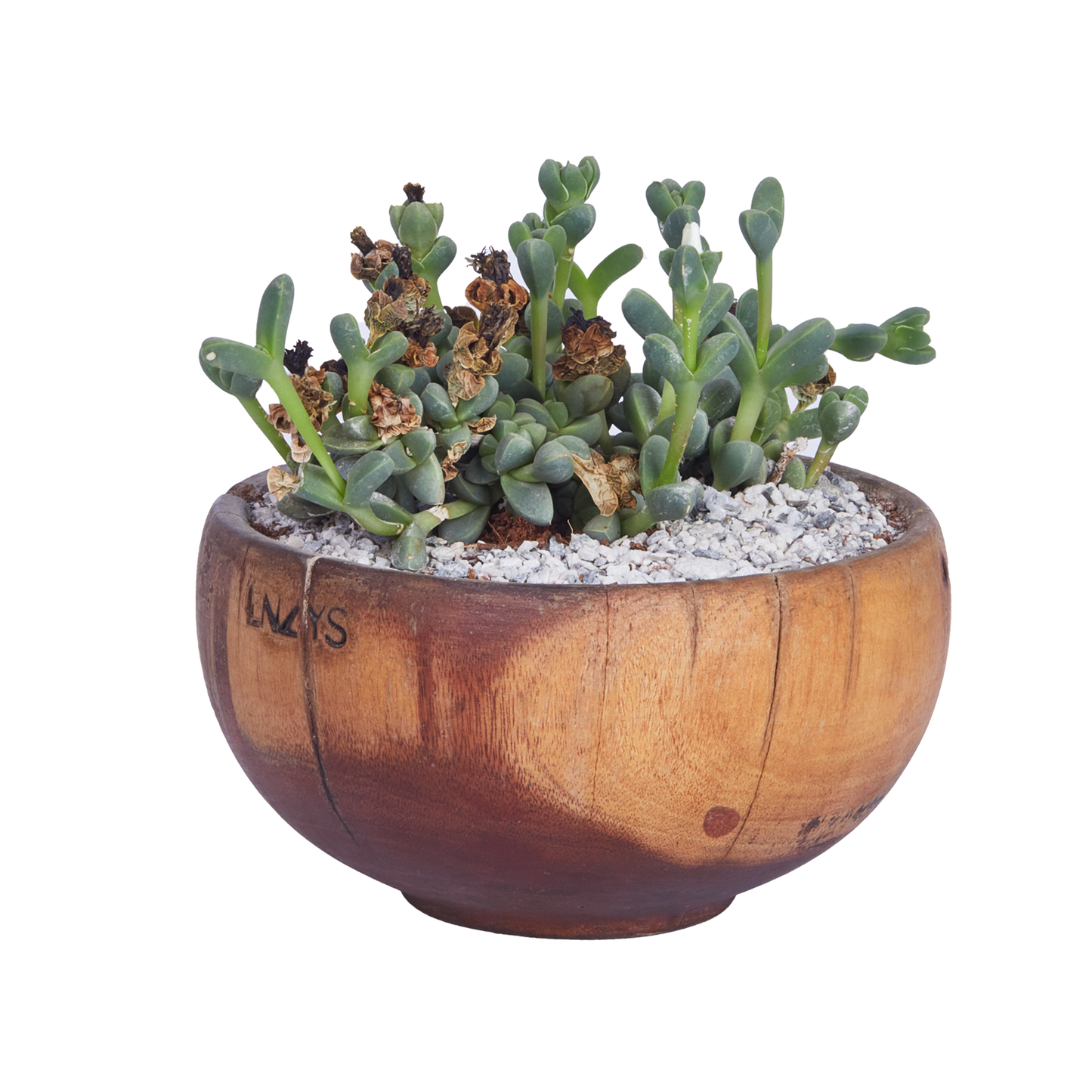 The Round Flower Pot Planter