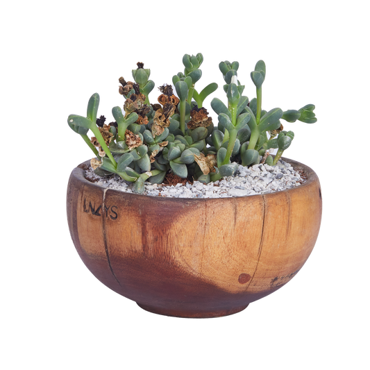 The Round Flower Pot Planter