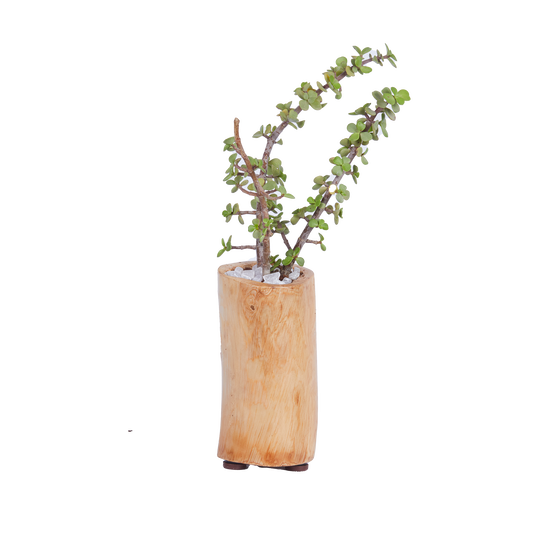 Long, Thin Round- Base Planter